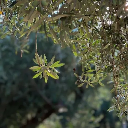 Olive Grove Getaway 펜션 Oikhalía